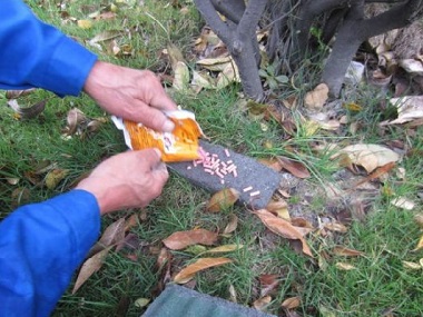 禪城區(qū)廠(chǎng)房區(qū)域投放老鼠藥