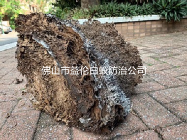 三水雅居樂(lè)花園白蟻防治