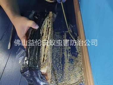 里水體育館滅治白蟻工程
