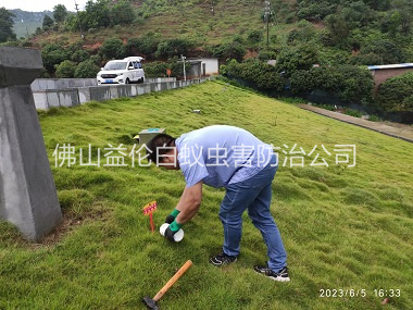 獅山水利工程紅火蟻防治